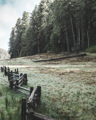 Northern California Forest 