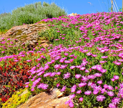 fleurs de d&eacute;losperma