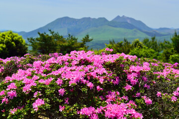 経塚山のミヤマキリシマ