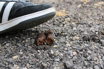marcher dans une crotte de chien : pas de chance