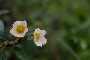small flowers in the color yellow