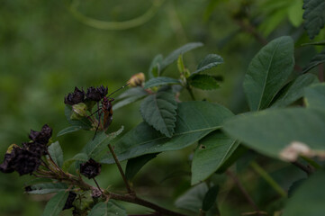 small insect in dry buttons of flower