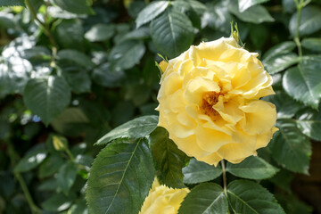 Yellow rose flower among leaves and thorns in the garden