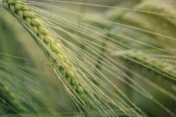 Macro photo of green wheat spikelet at sunset. Wheat field at sunrise.