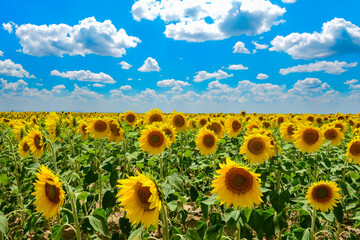 Obraz premium ayçiçeği tarlası