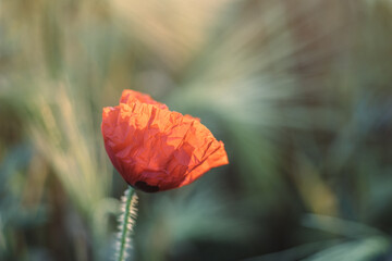 Close-up photo of a single poppy flower of red color in the wheat field. Poppy petal backlit with sun