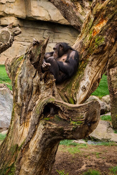 chimpance durmiendo en tronco de arbol