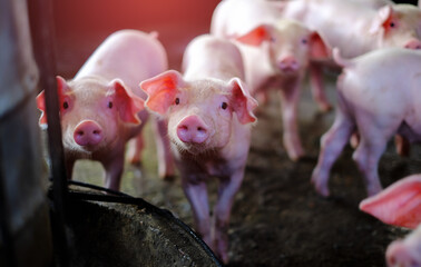 Small piglet in the farm. Group of Pig indoor on a farm yard in Thailand. swine in the stall. Close...