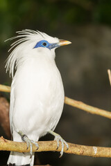 A close up of a Bali Myna 