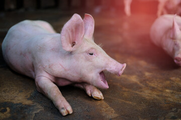 Small piglet in the farm. Group of Pig indoor on a farm yard in Thailand. swine in the stall. Close up eyes and blur.