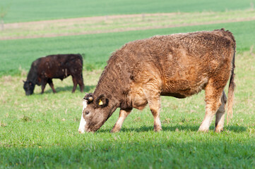 Red curly cow gazing in green springtime field. Moravia. Czech.