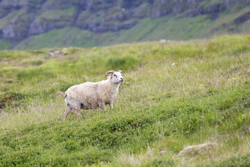 Naklejka premium Goat walking in the grass