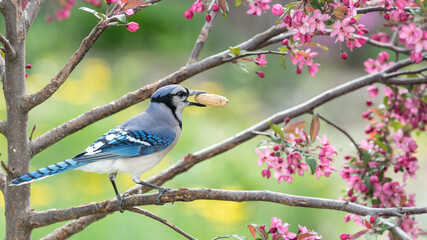 Obraz premium blue-jay perched on a branch with peanut in mouth looking to the side