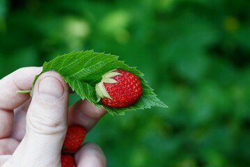 Красная ягода клубнике на зелёном листке сжатый пальцами