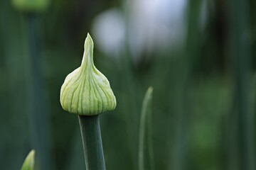 Zwiebel mit geschlossenem Blütenstand