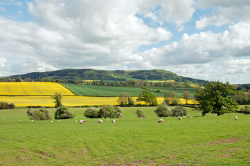 Summertime scenery in the Herefordshire countryside of England.
