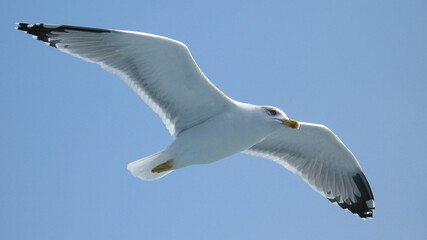 Sea gull in island of Aigina, Saronic gulf, Greece