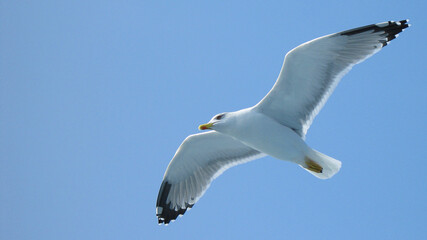 Sea gull in island of Aigina, Saronic gulf, Greece