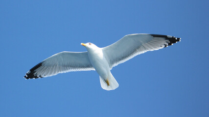 Sea gull in island of Aigina, Saronic gulf, Greece