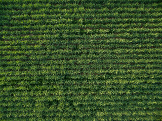 Aerial view sugarcane plantation top view nature background. - 157558828