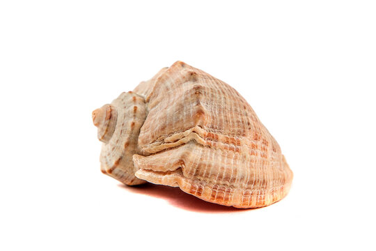 Large seashell isolated on white background
