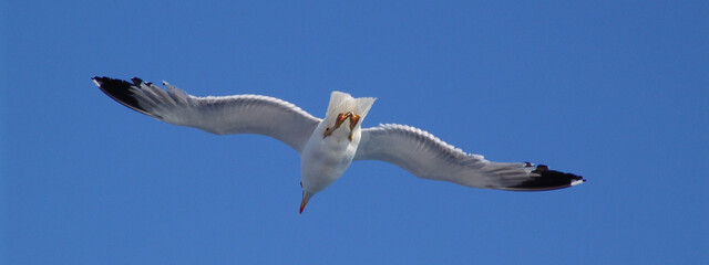 Sea gull in island of Aigina, Saronic gulf, Greece