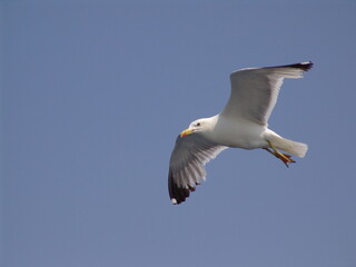 Sea gull in island of Aigina, Saronic gulf, Greece