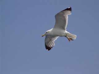 Sea gull in island of Aigina, Saronic gulf, Greece