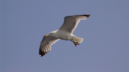 Sea gull in island of Aigina, Saronic gulf, Greece