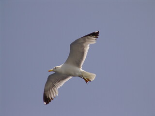 Sea gull in island of Aigina, Saronic gulf, Greece