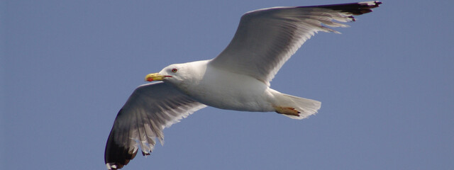 Sea gull in island of Aigina, Saronic gulf, Greece