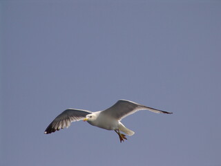 Sea gull in island of Aigina, Saronic gulf, Greece