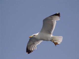 Sea gull in island of Aigina, Saronic gulf, Greece