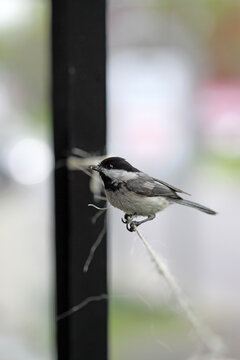 m&eacute;sange &agrave; t&ecirc;te noire
