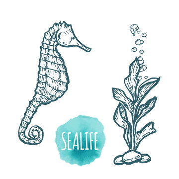 sea Horse drawing on white background. Hand drawn seafood illustration.