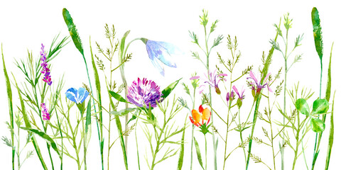 Fototapety  Kwiatowy obramowanie dzikich kwiatów i ziół na białym tle. Jaskier, koniczyna, dzwonek, wyka, trawa tymotka, lobelia, kolec. Ilustracja akwarela.