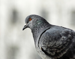 Closeup of a beautiful dove. Pigeon head and neck in profile. Selective focus.