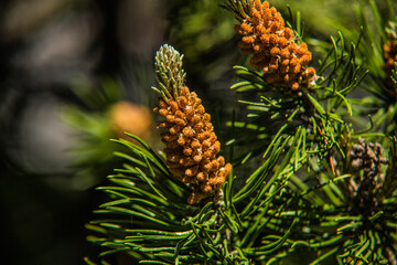 Branches of pine tree needles with soft green
