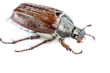 May Beetle Isolated 