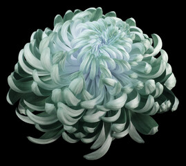 turquoise-green flower chrysanthemum.  Side view.  Motley garden flower.  black  isolated background with clipping path no shadows.  Closeup.   Nature.