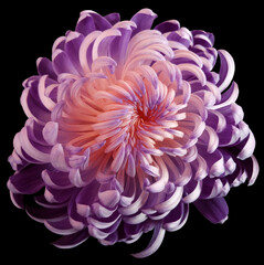 Violet-white flower chrysanthemum.  Motley garden flower.  black  isolated background with clipping path no shadows.  Closeup.   Nature.