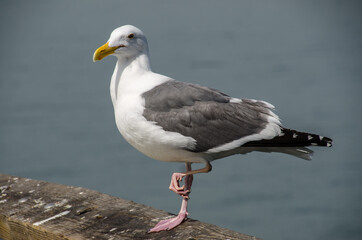Seagull Standing on One Leg