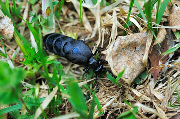 big black insect on grass