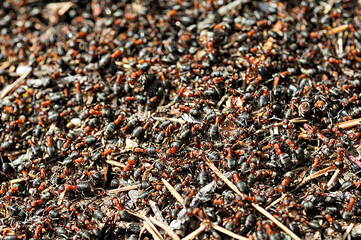 ants in an ant hill in the forest