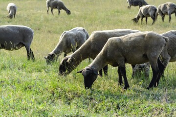 Äsende Schafe 