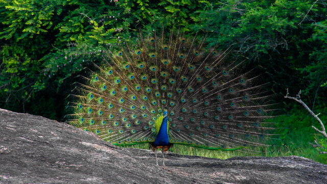 Fototapeta Dancing peacock with fluffed tail in Yala national park, Sri Lanka