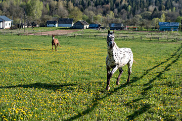 Fototapeta premium Horses in the pasture with dandelions