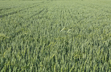 Young wheat