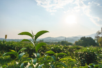 Beautiful fresh green tea plantation