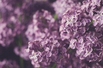 Flowering branches of lilac